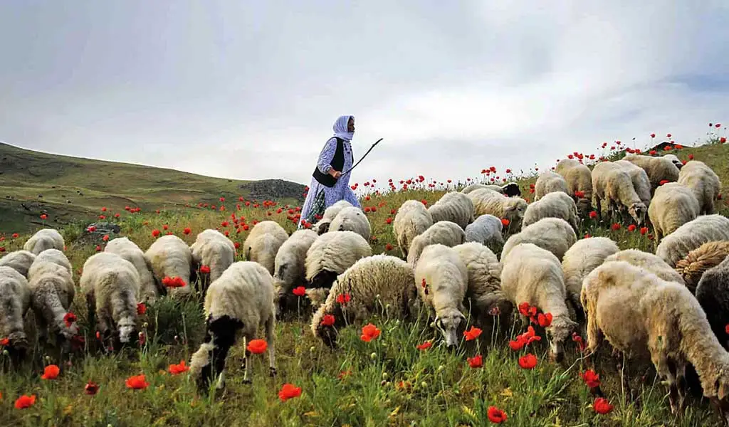 <b>اجرای طرح احیا مراتع کشور</b> 1 اجرای طرح احیا مراتع کشور
