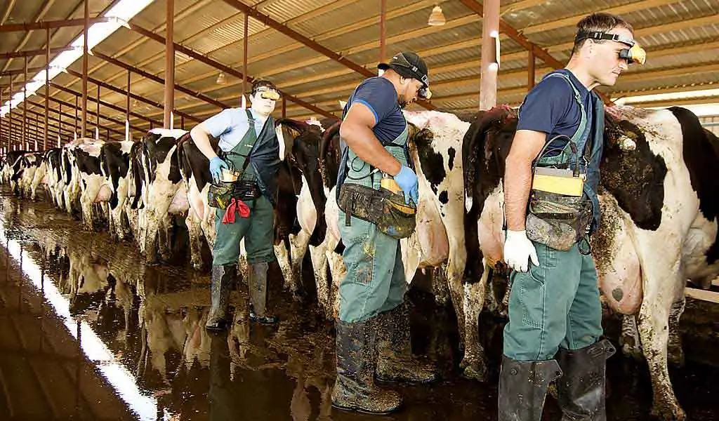 <b>دستگاه اندازه گیری الیاف خوراک دام و طیور تولید شد</b> 1 دستگاه اندازه گیری الیاف تولید خوراک دام و طیور