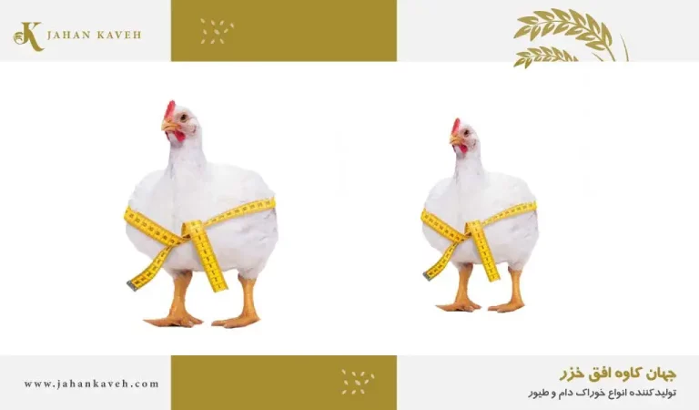 هورمون در پرورش مرغ گوشتی