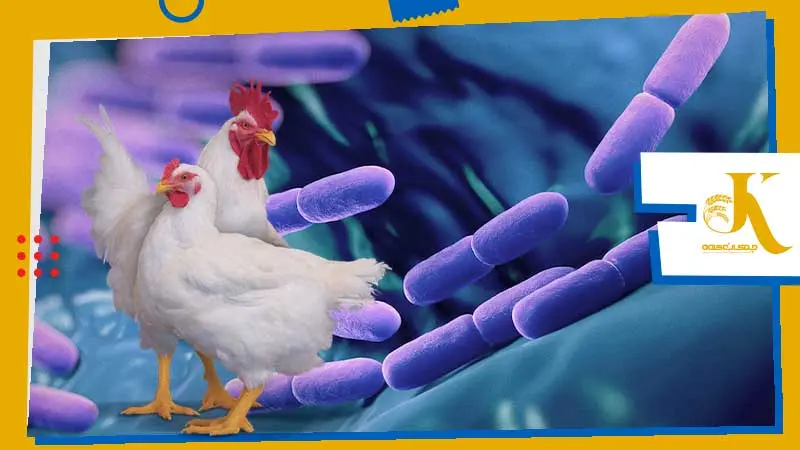 Probiotics and prebiotics in poultry feed to replace antibiotics 1 انتخاب بهترین پروبیوتیکها در صنعت طیور