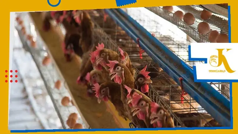 Probiotics and prebiotics in poultry feed to replace antibiotics 6 تاثیر مصرف پربیوتیک و پروبیوتیک در گلههای مرغ مادر و تخمگذار