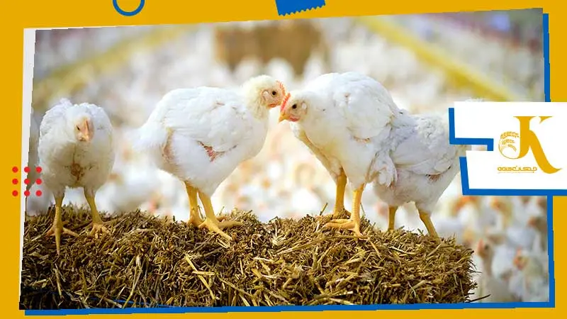 Probiotics and prebiotics in poultry feed to replace antibiotics 7 تاثیر مصرف پروبیوتیک در گله مرغ گوشتی