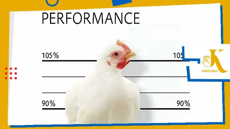 Probiotics and prebiotics in poultry feed to replace antibiotics 3 انتخاب بهترین پرییبیوتیک طیور