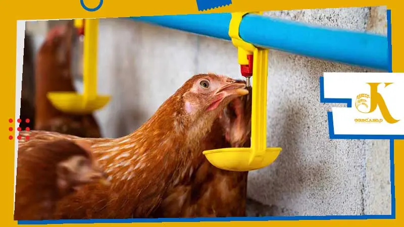 Probiotics and prebiotics in poultry feed to replace antibiotics 4 دوز و زمان مناسب مصرف پروبیوتیک طیور