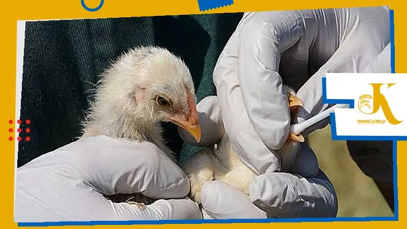 Probiotics and prebiotics in poultry feed to replace antibiotics 5 معایب مصرف پروبیوتیک برای جوجه ها