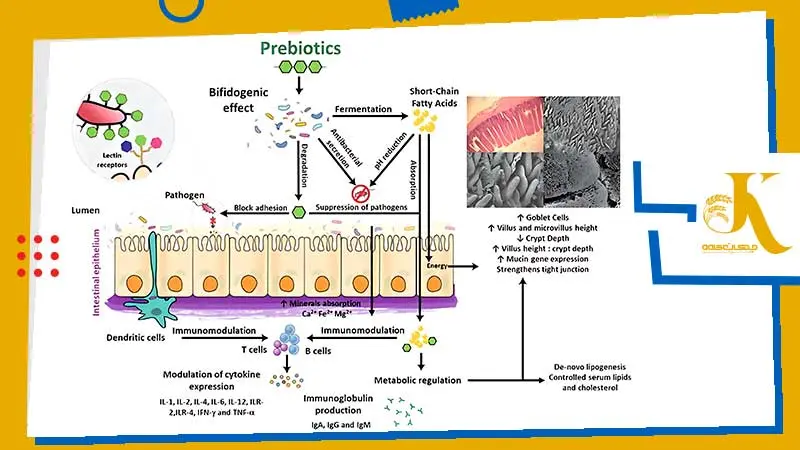Probiotics and prebiotics in poultry feed to replace antibiotics 2 پریبیوتیک طیور