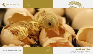 جوجه کشی و هچ - Incubation and hatcher