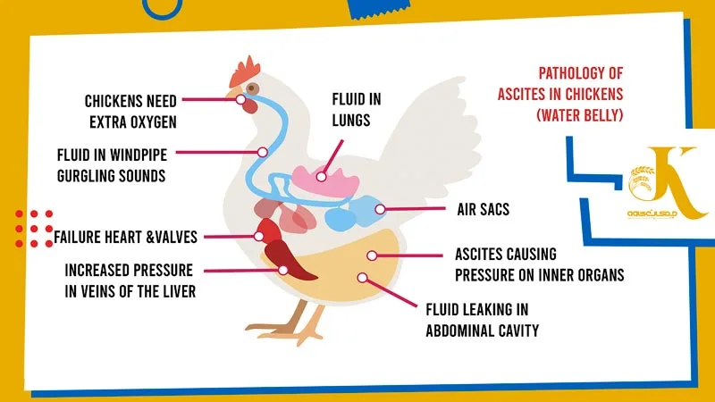 روش درمان و پیشگیری آسیت مرغ گوشتی و طیور