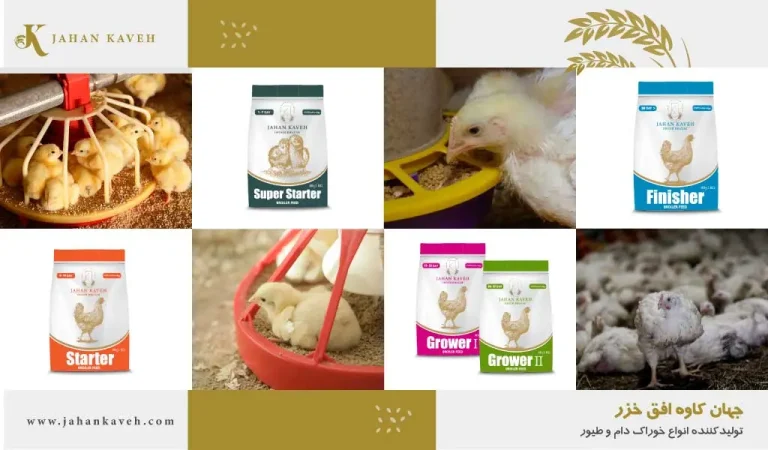 راهنمای مصرف دان مرغ گوشتی - Despite dietary variations among poultry, they generally tend to feed every 15 minutes during daylight hours and to some extent in darkness. They typically consume larger meals during early morning and late evening. Factors influencing poultry feed consumption include: • Age and live weight • Ambient temperature • Feed energy content • Feed texture • Key nutrient levels • Egg production • Water quality and temperature • Flock health status Several factors affect feed passage rate through the digestive tract. Typically, it takes about 4 hours for young chicks, 8 hours for laying hens, and 12 hours for breeder hens. Undigested whole grains pass through the body more readily than cracked grains. Therefore, feed preparation is crucial for poultry.