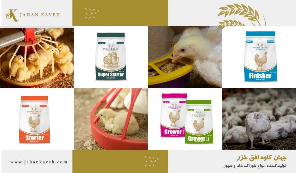 راهنمای مصرف دان مرغ گوشتی - Despite dietary variations among poultry, they generally tend to feed every 15 minutes during daylight hours and to some extent in darkness. They typically consume larger meals during early morning and late evening. Factors influencing poultry feed consumption include: • Age and live weight • Ambient temperature • Feed energy content • Feed texture • Key nutrient levels • Egg production • Water quality and temperature • Flock health status Several factors affect feed passage rate through the digestive tract. Typically, it takes about 4 hours for young chicks, 8 hours for laying hens, and 12 hours for breeder hens. Undigested whole grains pass through the body more readily than cracked grains. Therefore, feed preparation is crucial for poultry.