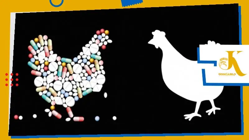7 راهکار موثر برای حفظ تعادل سلامت روده طیور 3 مصرف آنتیبیوتیکها در خوراک طیور