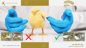 فضله مرغ تشخیص بیماری از روی مدفوع مرغ - Chicken Droppings