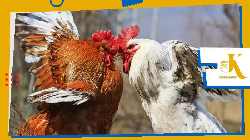 Poultry Cannibalism | A Deadly Threat to Flocks 3 image 1