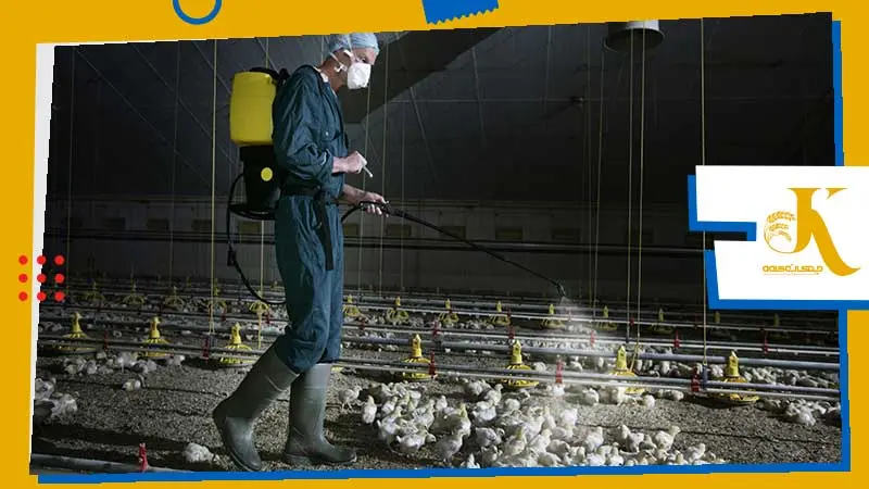 The Primary Reasons for Success and Failure of Poultry Vaccination 2 image 2