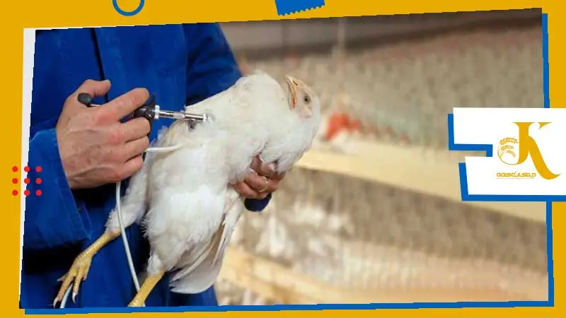 The Primary Reasons for Success and Failure of Poultry Vaccination 8 image 4