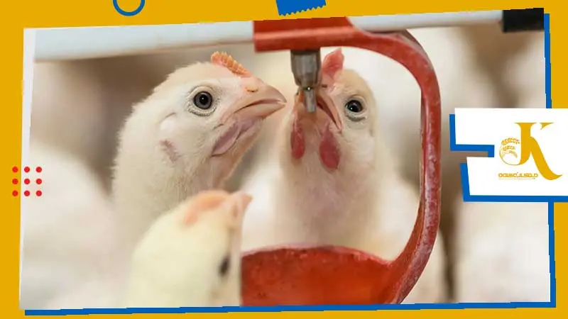 Oral Vaccination of Chickens: A Comprehensive Guide to Water-Based Poultry Vaccination 1 image 5
