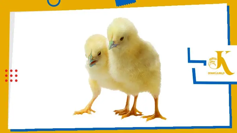 Oral Vaccination of Chickens: A Comprehensive Guide to Water-Based Poultry Vaccination 6 image 8