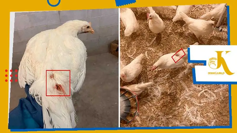 Poultry Cannibalism | A Deadly Threat to Flocks 2 image