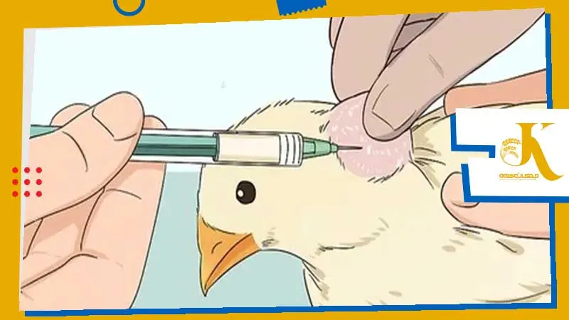 The Primary Reasons for Success and Failure of Poultry Vaccination 1 تزریق زیرجلدی واکسن طیور- Inject Vaccines into Chickens