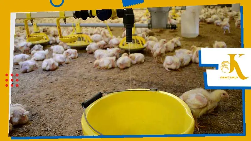 Oral Vaccination of Chickens: A Comprehensive Guide to Water-Based Poultry Vaccination 5 طریقه محافظت واکسن آشامیدنی طیور