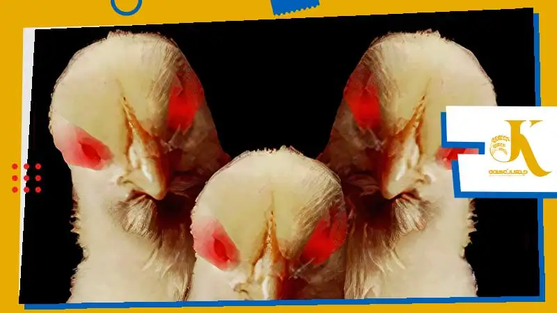 Poultry Cannibalism | A Deadly Threat to Flocks 1 علائم همنوعخواری در طیور