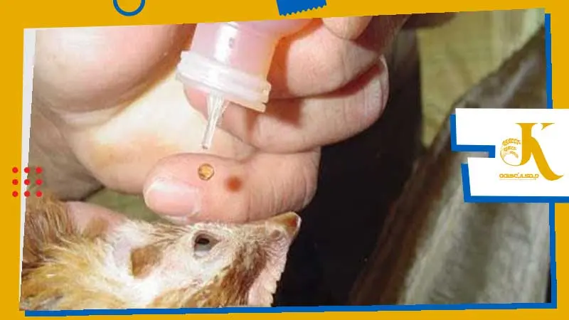 The Primary Reasons for Success and Failure of Poultry Vaccination 6 واکسن چشمی طیور - Eye Drop Vaccination for Poultry