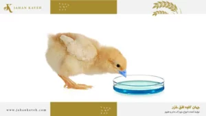 واکسیناسیون آشامیدنی طیور - Oral Vaccination of Chickens
