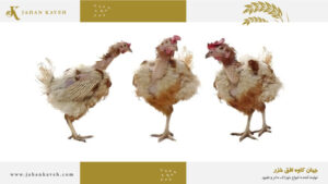 علت وزن نگرفتن مرغ Chicken Weight Gain