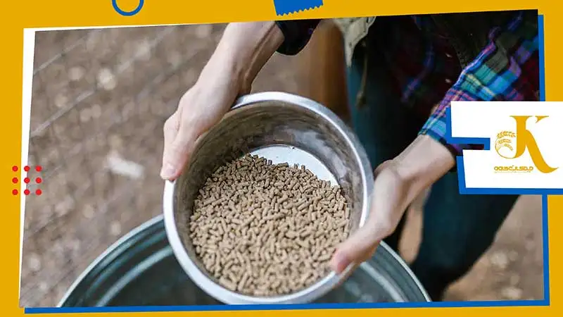 اصول نگهداری دان مرغ: چگونه میتوان از مسمومیت غذایی مرغ جلوگیری کرد؟ 2 جلوگیری از ورود جوندگان به منابع غذای مرغ