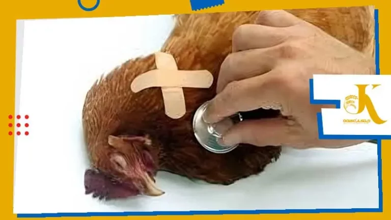 بیماری و انگل در مرغ و عدم وزن گیری