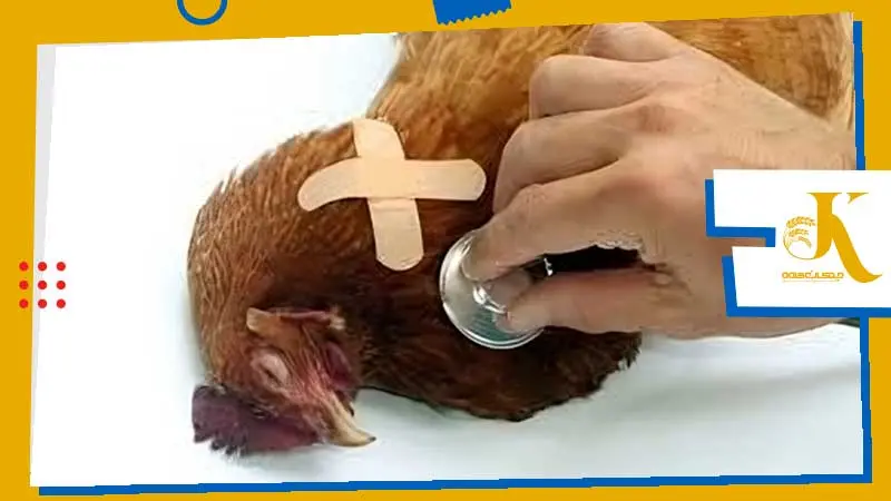 علل شایع و راه حلها علت وزن نگرفتن مرغ: چرا مرغ من وزن کم میکند؟ 5 بیماری و انگل در مرغ و عدم وزن گیری