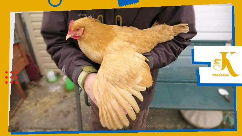 انواع و علل افتادگی بال در مرغ