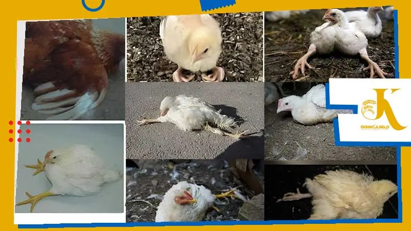 علائم فلجی پا طیور Paralysis in Poultry