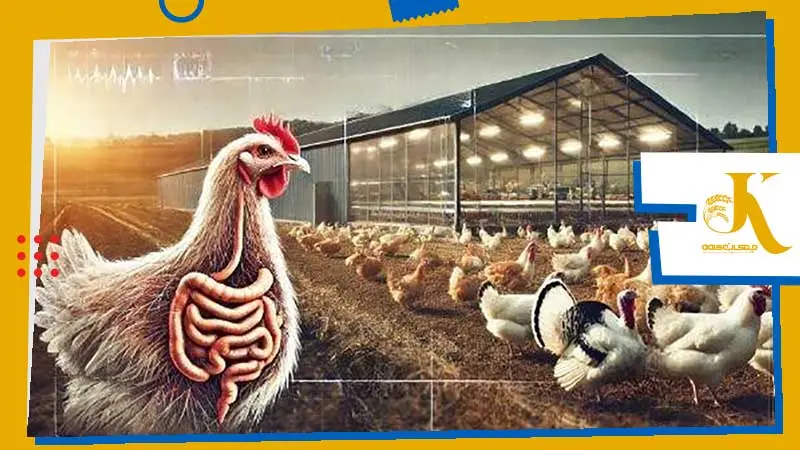 کوکسیدیوز در طیور: علائم، روش پیشگیری و درمان کوکسیدیوز 2 عامل کوکسیدیوز طیور