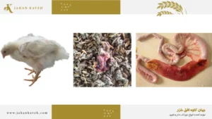 کوکسیدیوز طیور