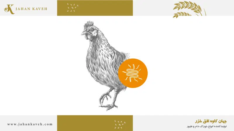 آنتریت نکروتیک طیور آنتریت نکروتیک طیور - Necrotic Enteritis in Poultry