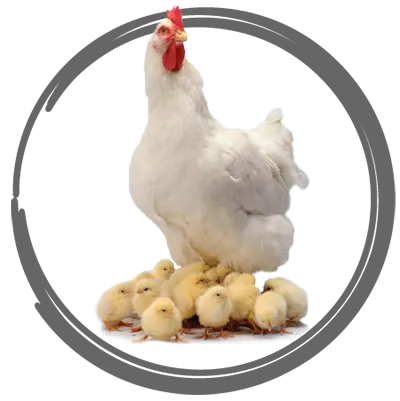 فروشگاه محصولات خوراک طیور شرکت بازرگانی جهان کاوه 2 جوجه و مرغ گوشتی