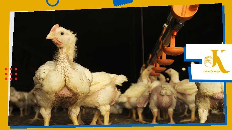 آنتریت نکروتیک طیور چیست؟ علائم، پیشگیری و درمان بیماری رودهای  مرغ 3 درمان آنتریت نکروتیک در مرغ