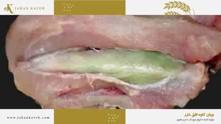 عضله سبز طیور