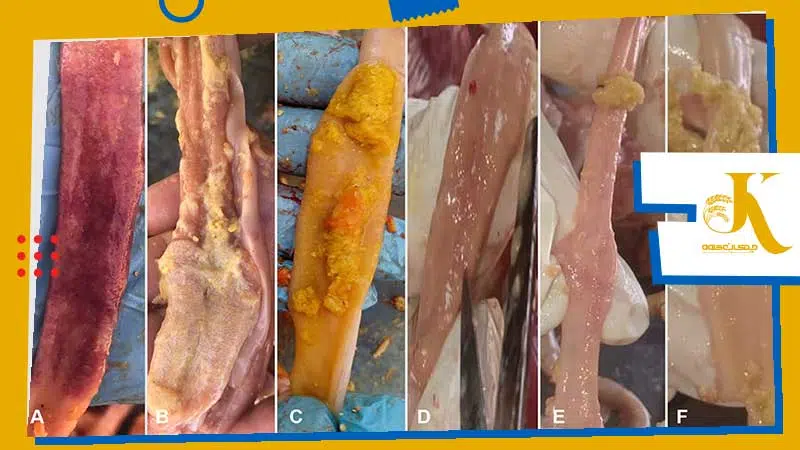 آنتریت نکروتیک طیور چیست؟ علائم، پیشگیری و درمان بیماری رودهای  مرغ 1 علائم آنتریت نکروزان طیور - Symptoms and Diagnosis of Necrotic Enteritis in Poultry