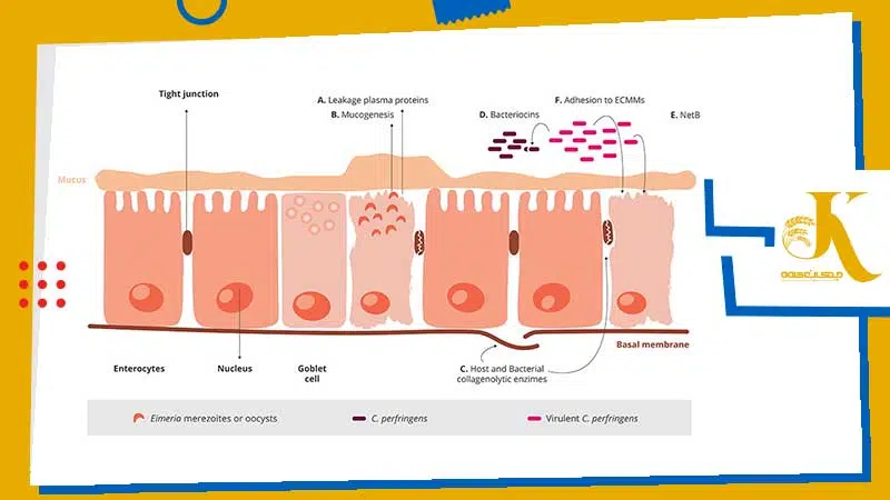 آنتریت نکروتیک طیور چیست؟ علائم، پیشگیری و درمان بیماری رودهای  مرغ 2 عوامل ایجاد و مستعدکننده آنتریت نکروزان طیور