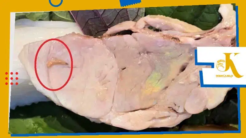 پیشگیری از بیماری عضله سبز در مرغ