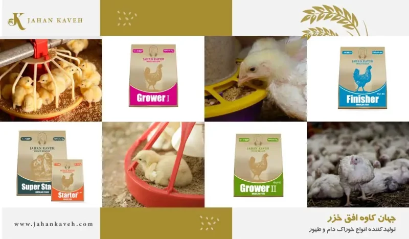 روش-مصرف-دان-مرغ-گوشتی راهنمای مصرف دان مرغ گوشتی